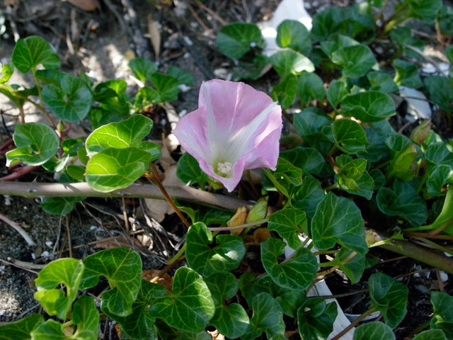 ハマヒルガオの花