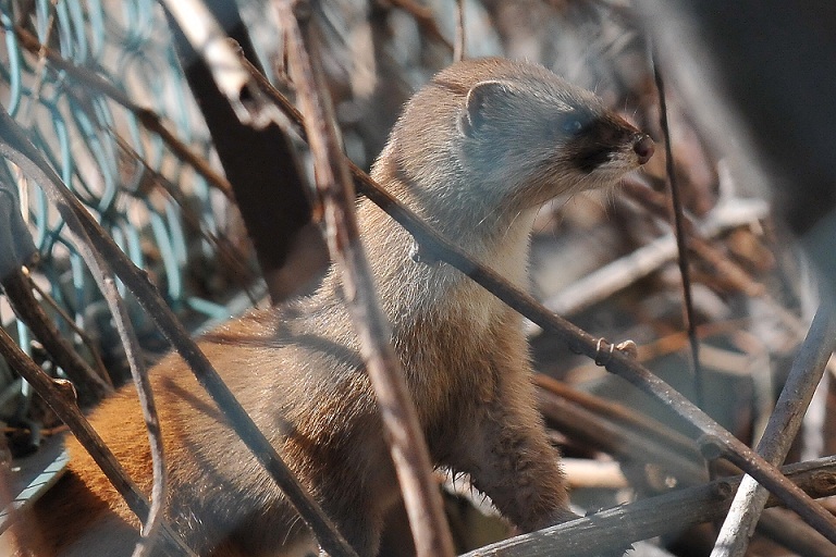 イタチ