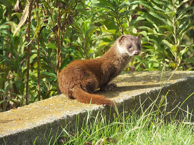 イタチ