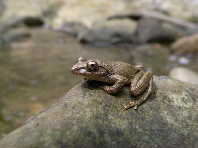 カジカガエル