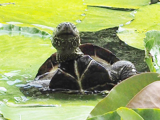 クサガメ