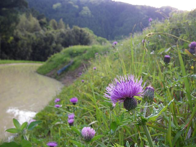 ノアザミの花