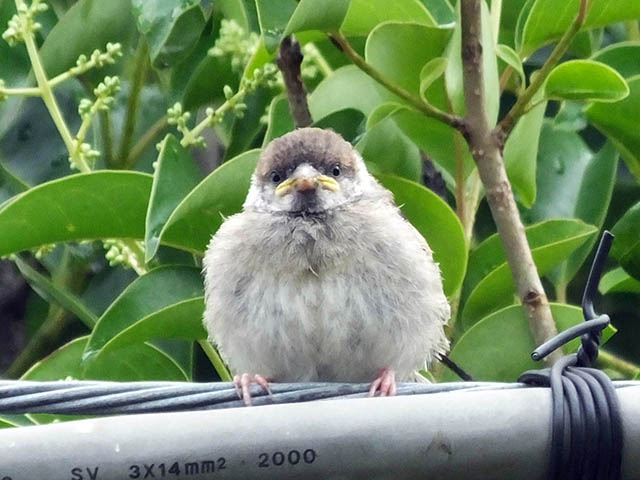 スズメ幼鳥