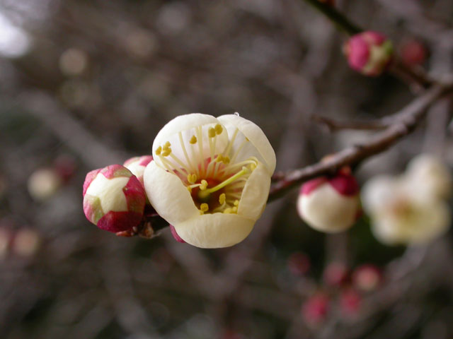 ウメの花