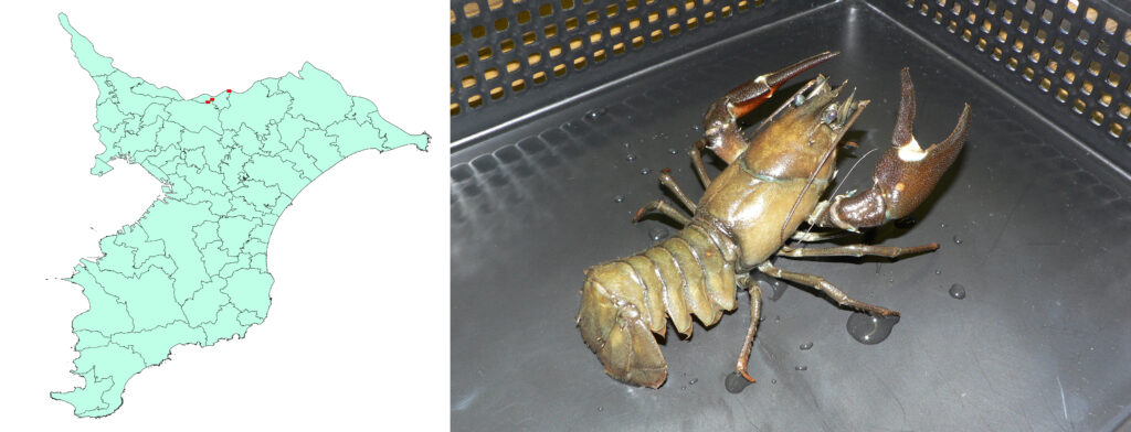 主な特定外来生物の分布 千葉県生物多様性センター 主な特定外来生物の分布 千葉県生物多様性センター